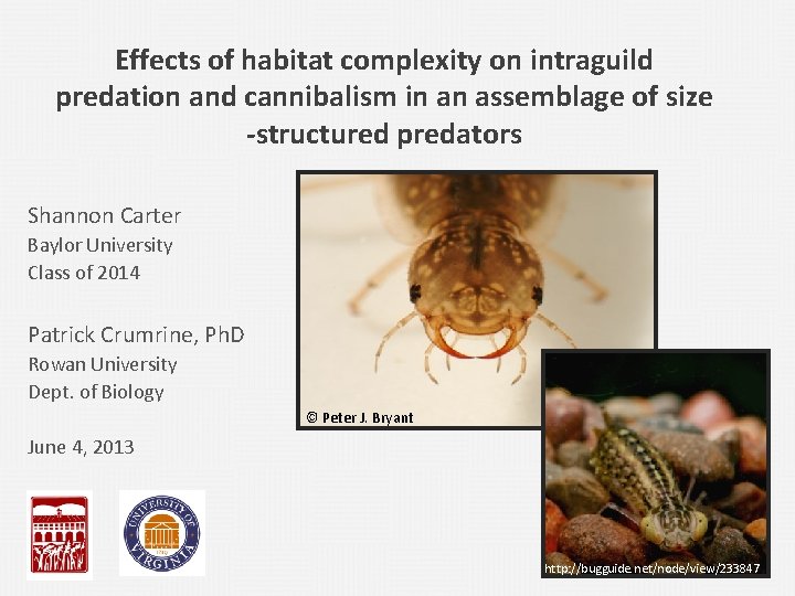 Effects of habitat complexity on intraguild predation and cannibalism in an assemblage of size