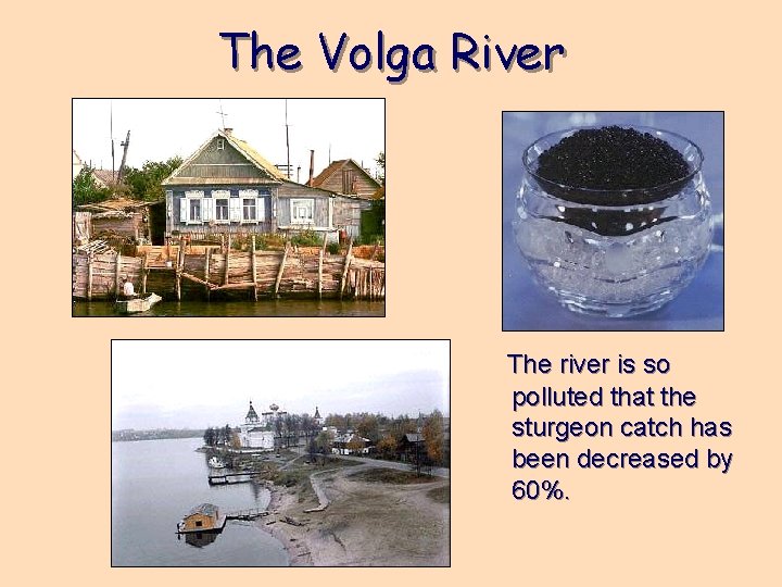 The Volga River The river is so polluted that the sturgeon catch has been