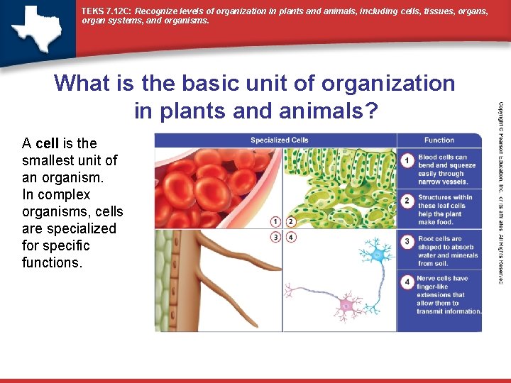 TEKS 7. 12 C: Recognize levels of organization in plants and animals, including cells,
