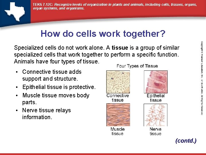 TEKS 7. 12 C: Recognize levels of organization in plants and animals, including cells,