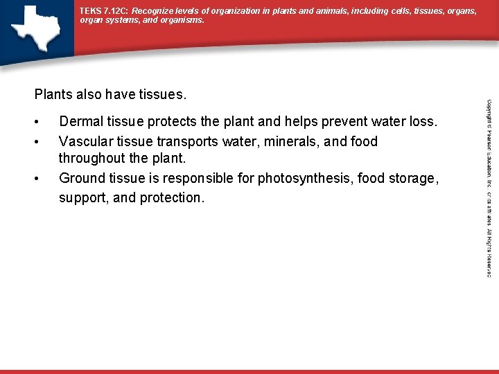 TEKS 7. 12 C: Recognize levels of organization in plants and animals, including cells,