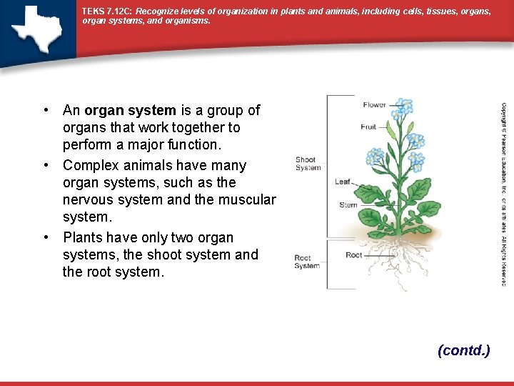 TEKS 7. 12 C: Recognize levels of organization in plants and animals, including cells,