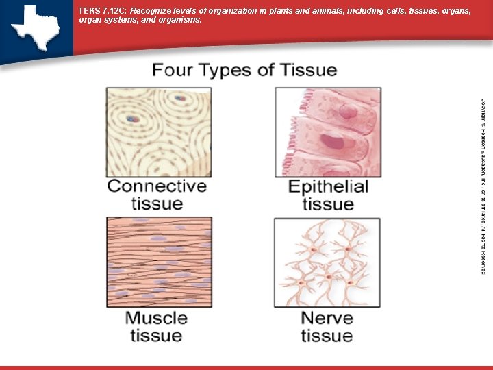 TEKS 7. 12 C: Recognize levels of organization in plants and animals, including cells,