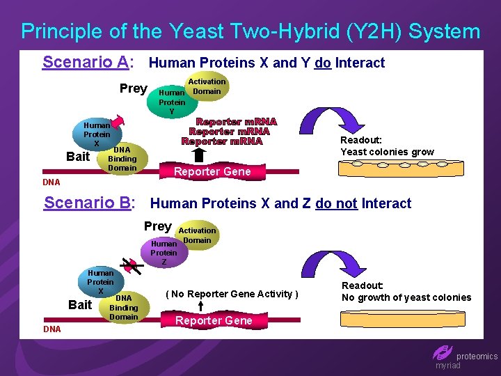 Principle of the Yeast Two-Hybrid (Y 2 H) System Scenario A: Human Proteins X