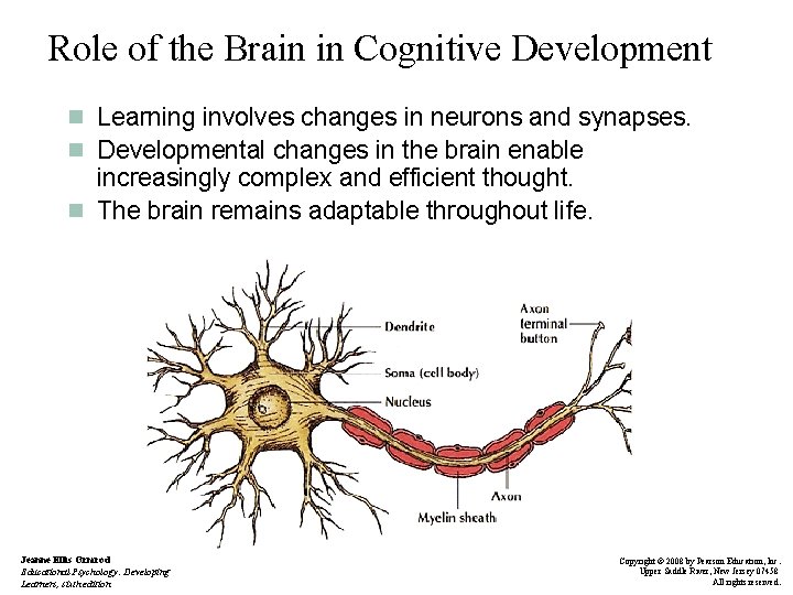 Role of the Brain in Cognitive Development n Learning involves changes in neurons and