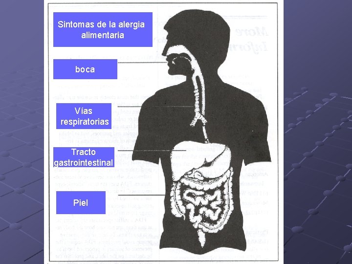 Sintomas de la alergia alimentaria boca Vías respiratorias Tracto gastrointestinal Piel 