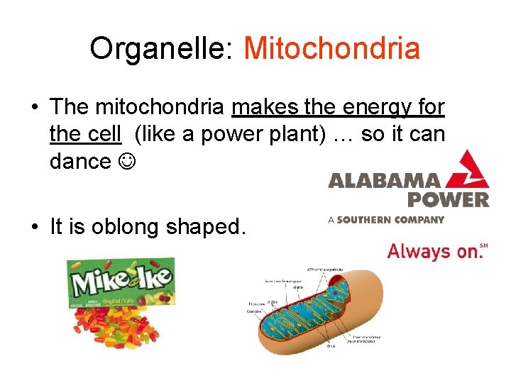 Organelle: Mitochondria • The mitochondria makes the energy for the cell (like a power