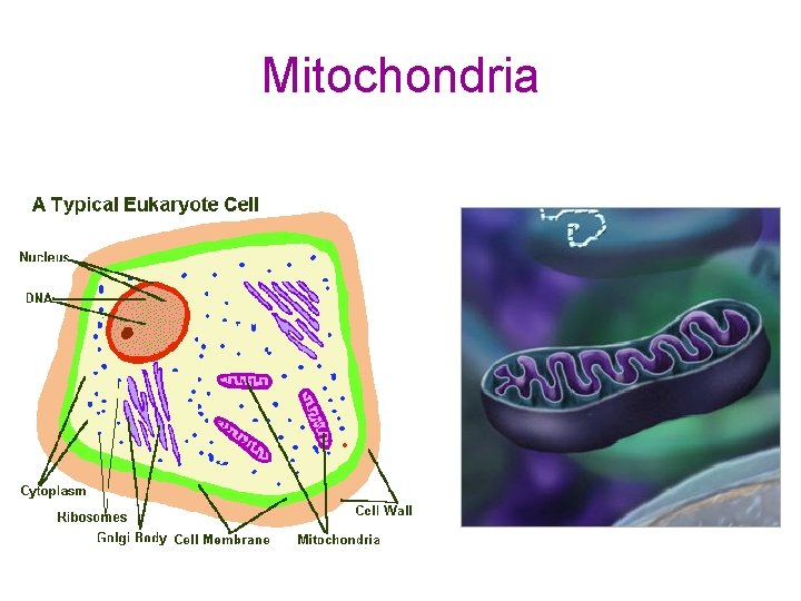 Mitochondria 