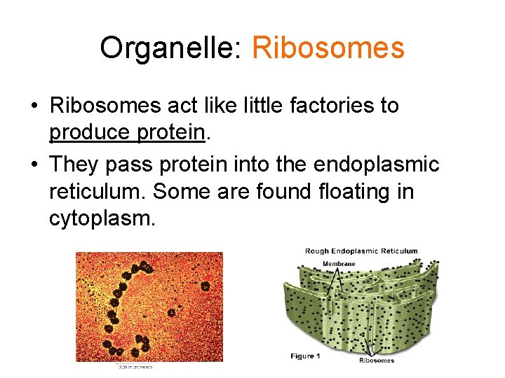 Organelle: Ribosomes • Ribosomes act like little factories to produce protein. • They pass