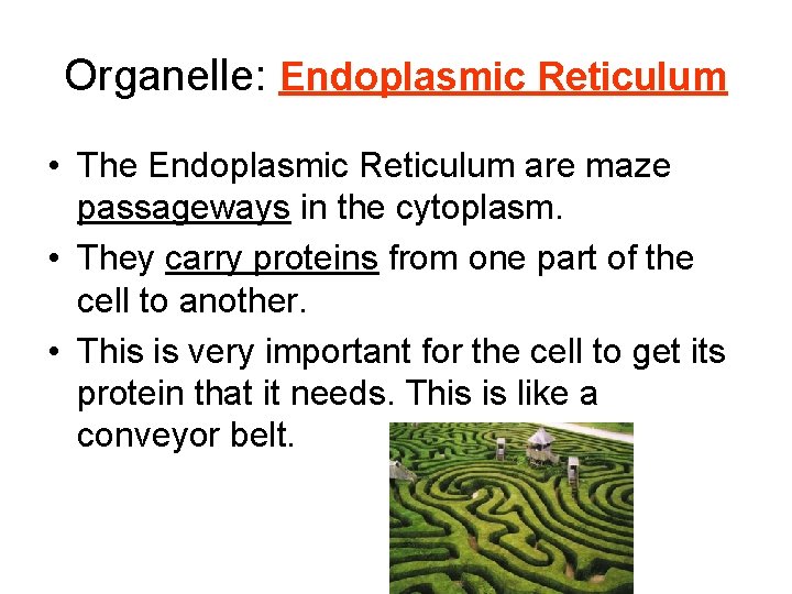 Organelle: Endoplasmic Reticulum • The Endoplasmic Reticulum are maze passageways in the cytoplasm. •