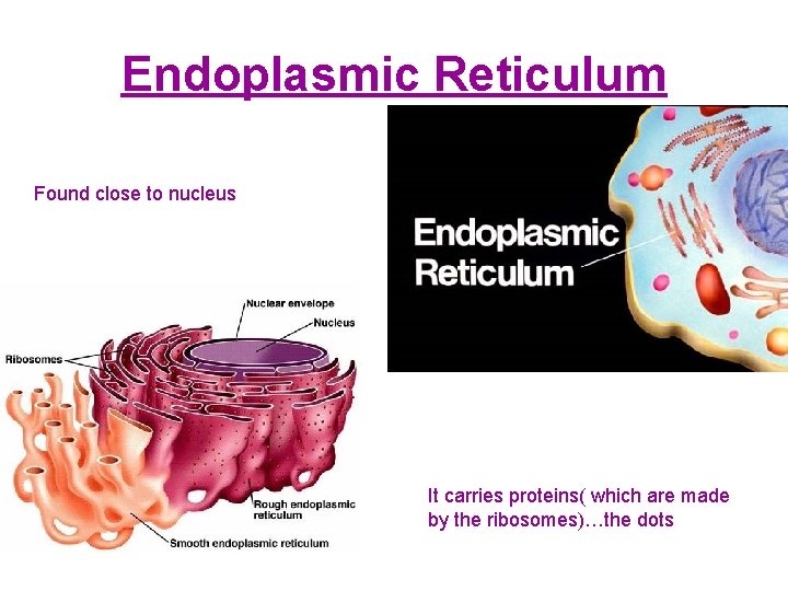 Endoplasmic Reticulum Found close to nucleus It carries proteins( which are made by the