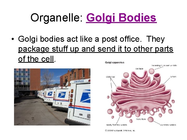 Organelle: Golgi Bodies • Golgi bodies act like a post office. They package stuff