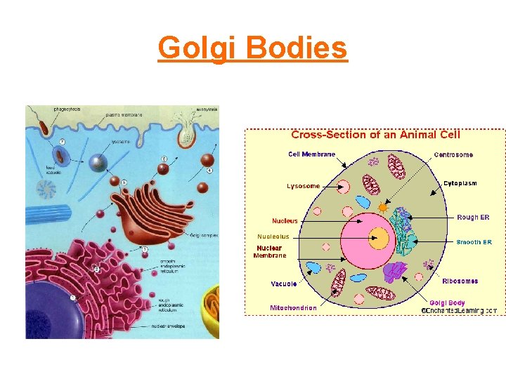 Golgi Bodies 