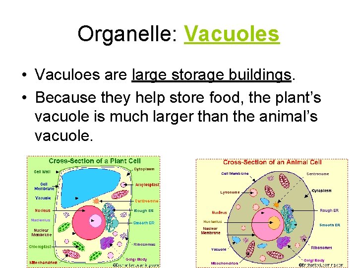 Organelle: Vacuoles • Vaculoes are large storage buildings. • Because they help store food,