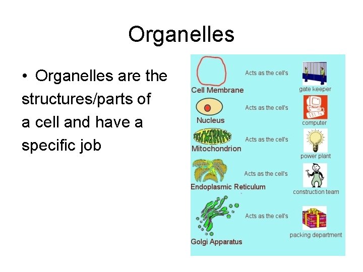 Organelles • Organelles are the structures/parts of a cell and have a specific job
