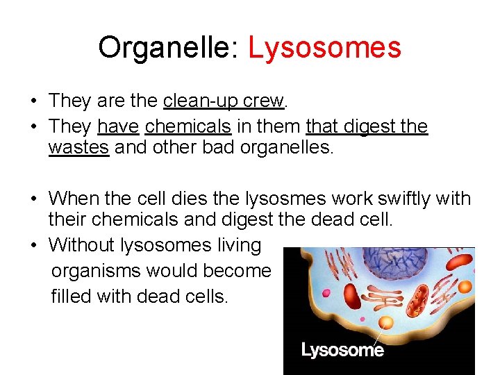 Organelle: Lysosomes • They are the clean-up crew. • They have chemicals in them