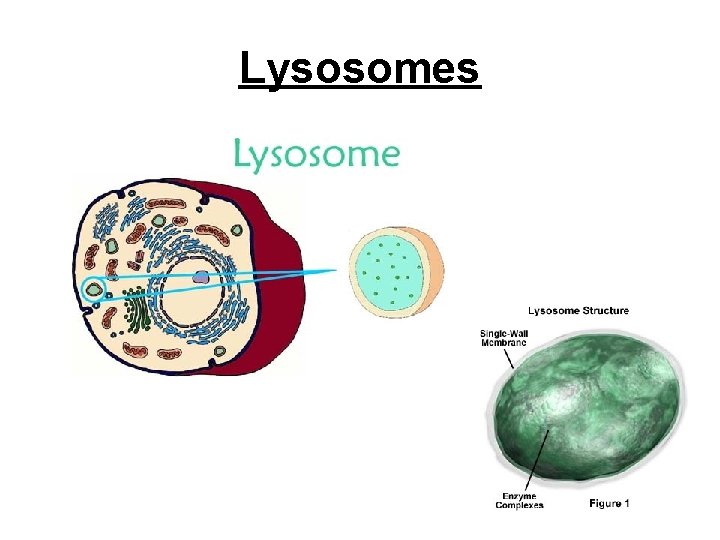 Lysosomes 