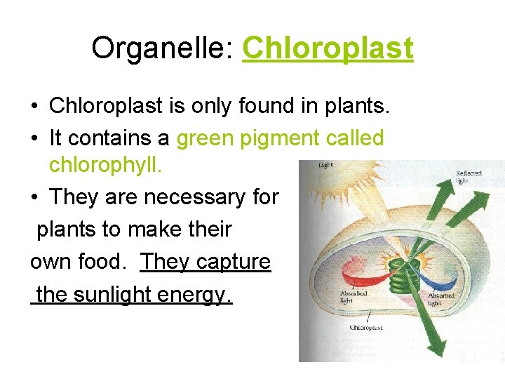 Organelle: Chloroplast • Chloroplast is only found in plants. • It contains a green