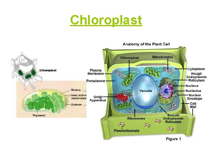 Chloroplast 