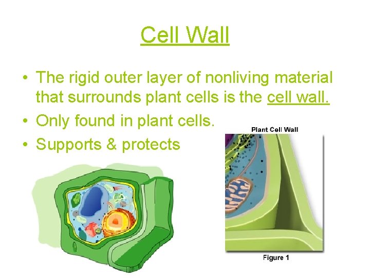 Cell Wall • The rigid outer layer of nonliving material that surrounds plant cells