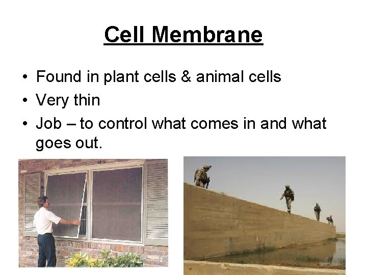 Cell Membrane • Found in plant cells & animal cells • Very thin •