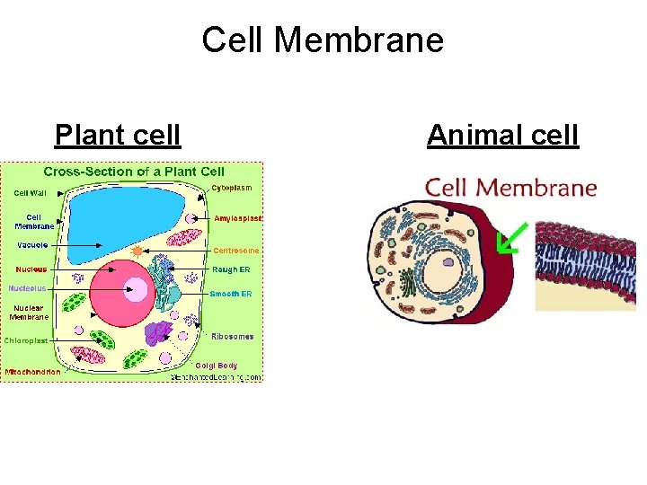 Cell Membrane Plant cell Animal cell 