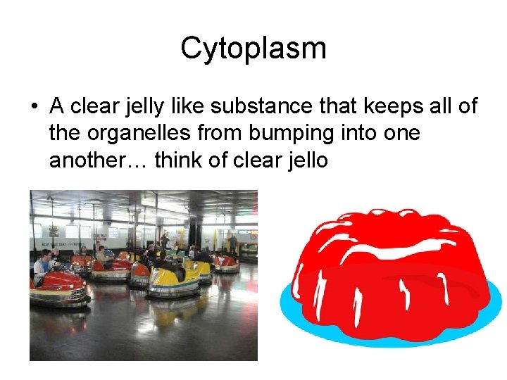 Cytoplasm • A clear jelly like substance that keeps all of the organelles from