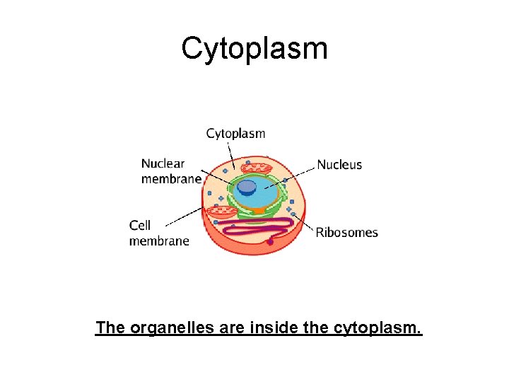 Cytoplasm The organelles are inside the cytoplasm. 