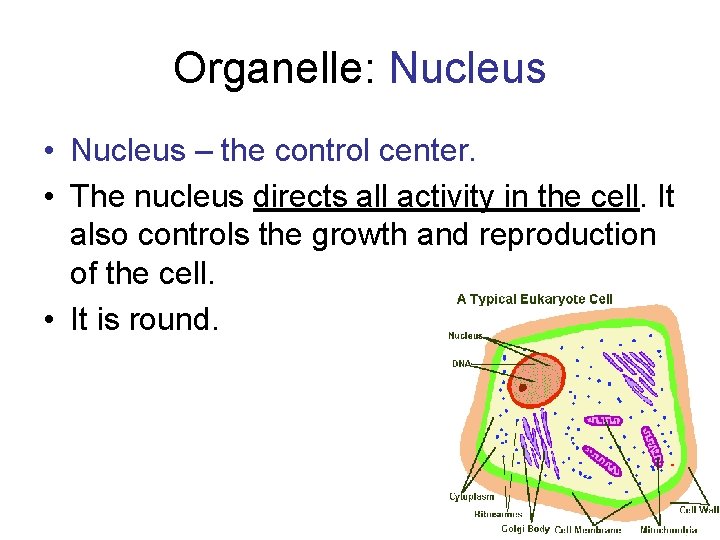Organelle: Nucleus • Nucleus – the control center. • The nucleus directs all activity