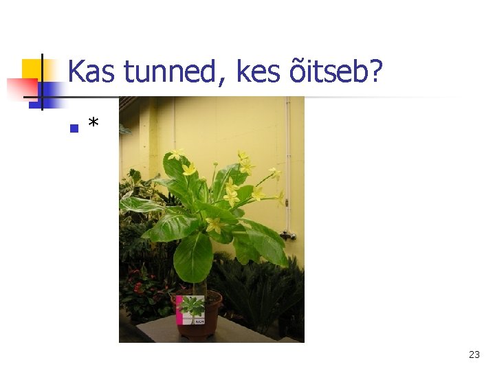 Kas tunned, kes õitseb? n * 23 