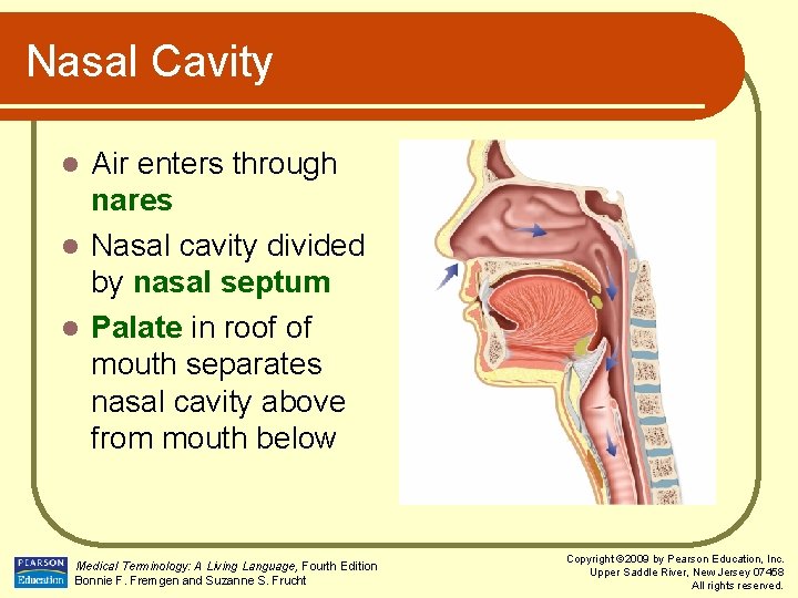 Nasal Cavity Air enters through nares l Nasal cavity divided by nasal septum l