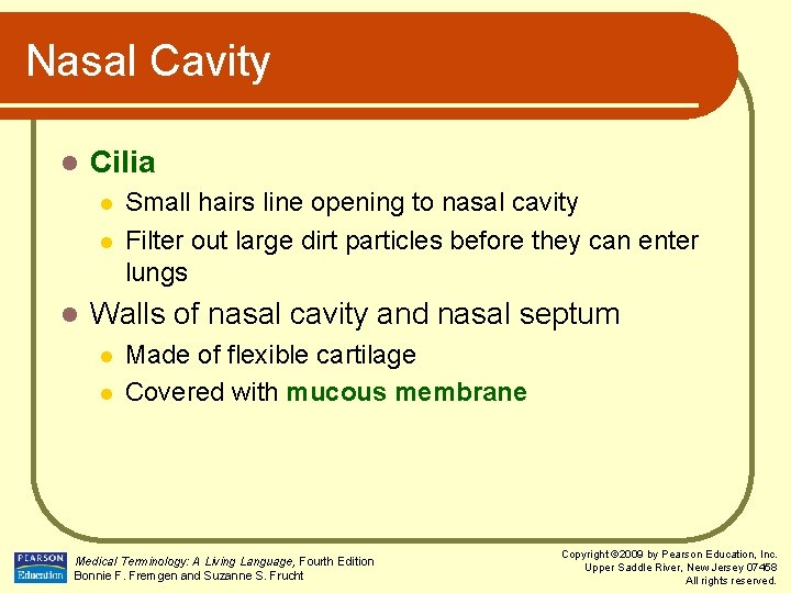 Nasal Cavity l Cilia l l l Small hairs line opening to nasal cavity