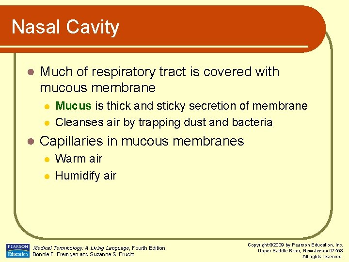 Nasal Cavity l Much of respiratory tract is covered with mucous membrane l l