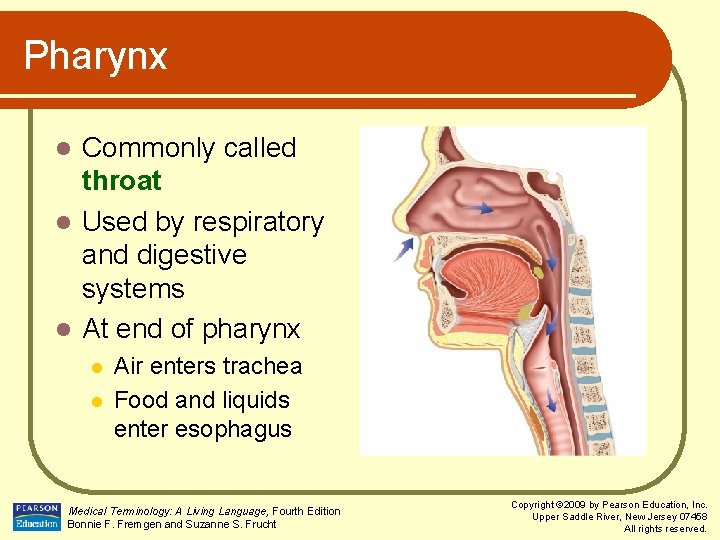 Pharynx Commonly called throat l Used by respiratory and digestive systems l At end