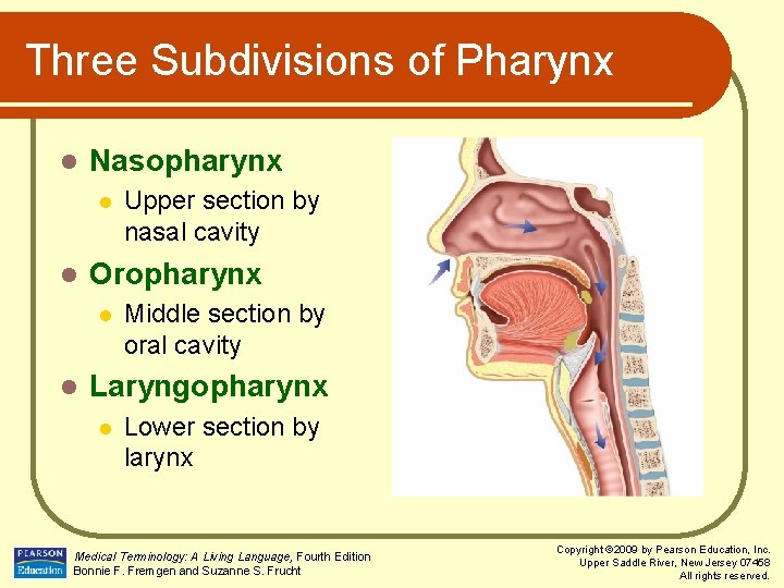 Three Subdivisions of Pharynx l Nasopharynx l l Oropharynx l l Upper section by