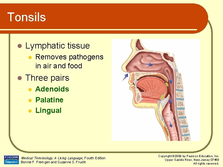 Tonsils l Lymphatic tissue l l Removes pathogens in air and food Three pairs