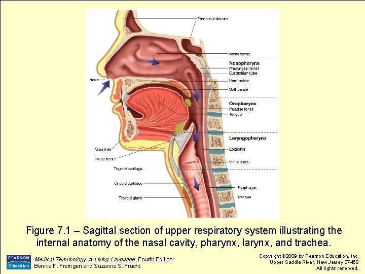 Figure 7. 1 – Sagittal section of upper respiratory system illustrating the internal anatomy