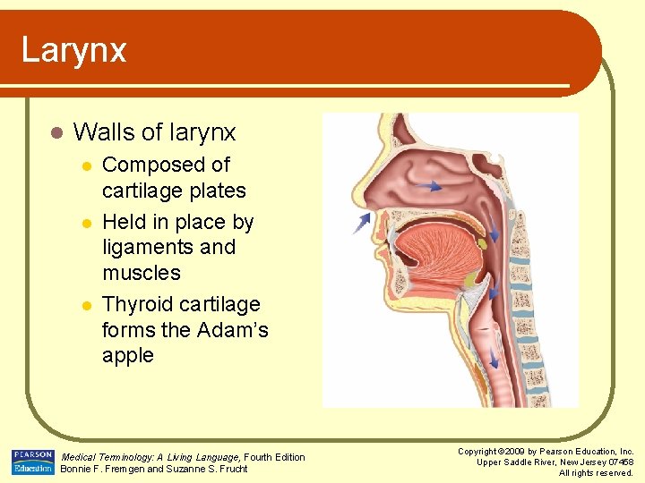 Larynx l Walls of larynx l l l Composed of cartilage plates Held in