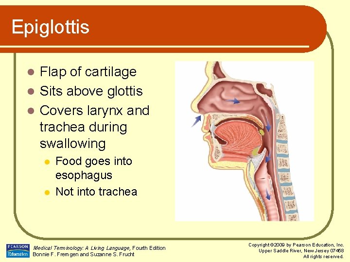 Epiglottis Flap of cartilage l Sits above glottis l Covers larynx and trachea during