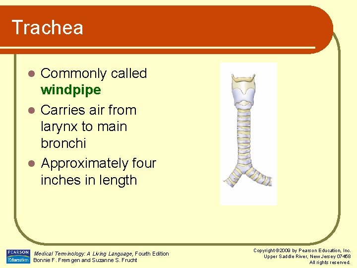 Trachea Commonly called windpipe l Carries air from larynx to main bronchi l Approximately