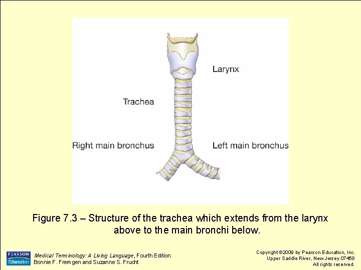 Figure 7. 3 – Structure of the trachea which extends from the larynx above