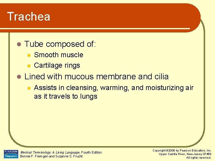 Trachea l Tube composed of: l l l Smooth muscle Cartilage rings Lined with