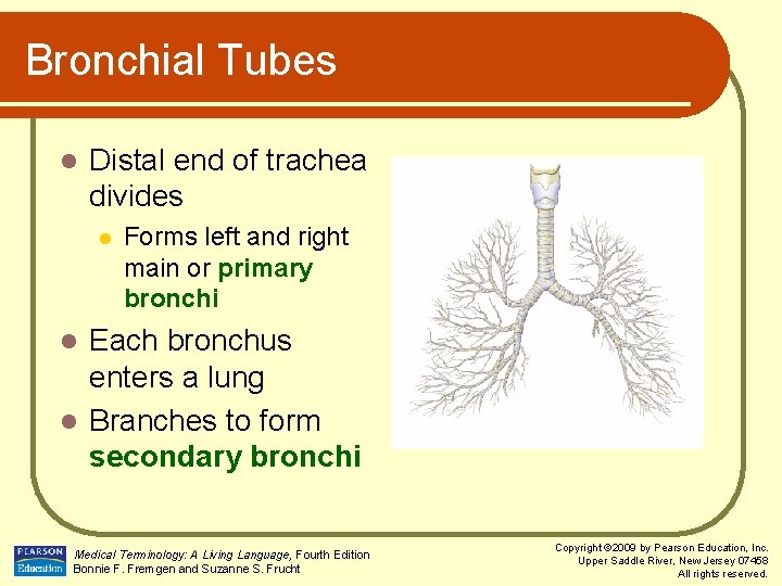Bronchial Tubes l Distal end of trachea divides l Forms left and right main