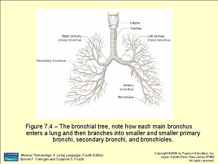 Figure 7. 4 – The bronchial tree, note how each main bronchus enters a