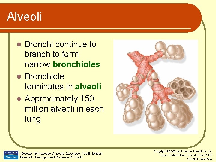 Alveoli Bronchi continue to branch to form narrow bronchioles l Bronchiole terminates in alveoli