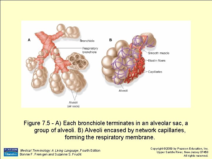 Figure 7. 5 - A) Each bronchiole terminates in an alveolar sac, a group