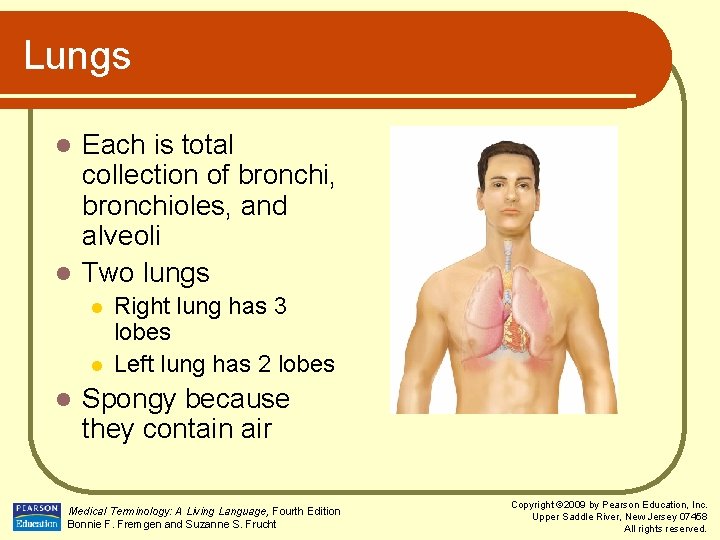Lungs Each is total collection of bronchi, bronchioles, and alveoli l Two lungs l
