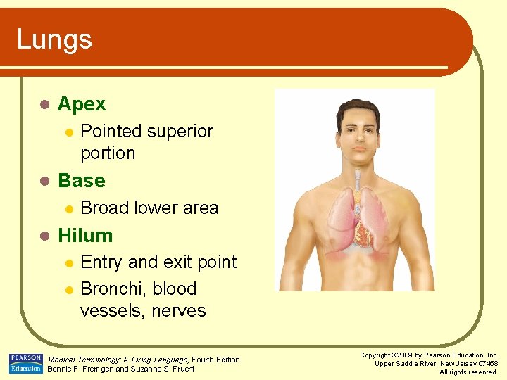 Lungs l Apex l l Base l l Pointed superior portion Broad lower area
