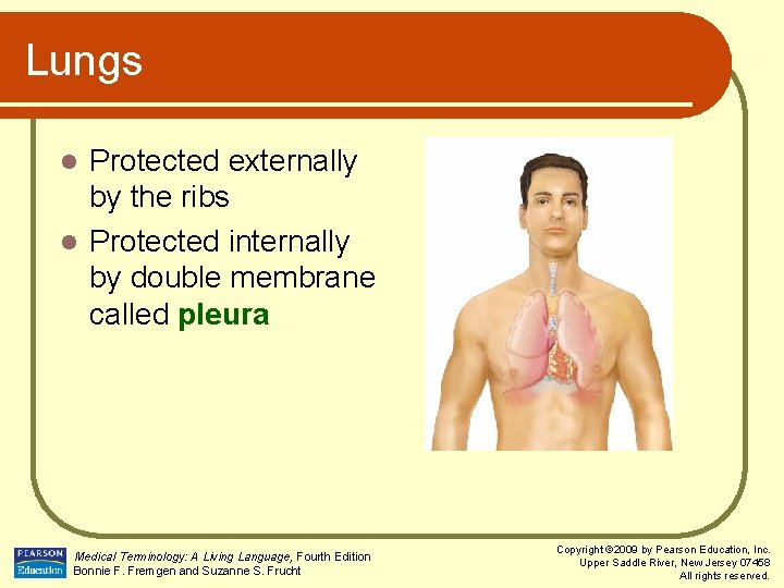 Lungs Protected externally by the ribs l Protected internally by double membrane called pleura