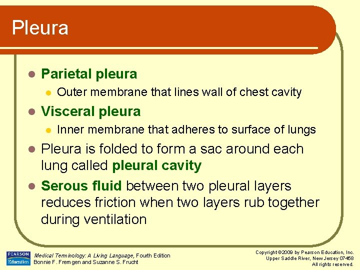 Pleura l Parietal pleura l l Outer membrane that lines wall of chest cavity